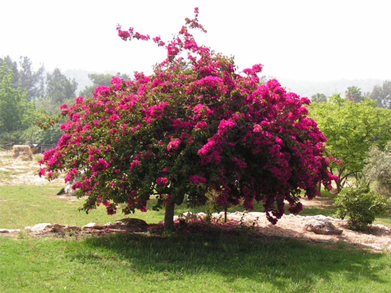 Amikam Meshek 81 משק 81 עמיקם Villa Eksteriør billede